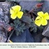 boloria caucasica daghestan host plant 1